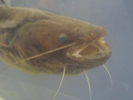 Foto Galerie/Siluriformes/Silurus glanis_01_SS.jpg